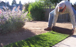  SOD vs Hydroseeding in Houston